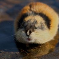__Lemming__