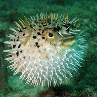 zaPuffi