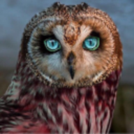 owlkiller