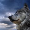 Wolfi15