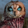 owlkiller