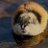 __Lemming__