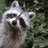 Raccoon